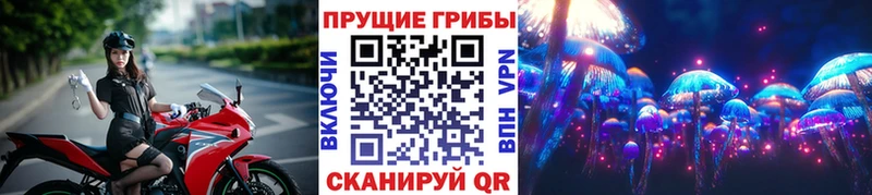 где найти   Шадринск  Галлюциногенные грибы MAGIC MUSHROOMS 